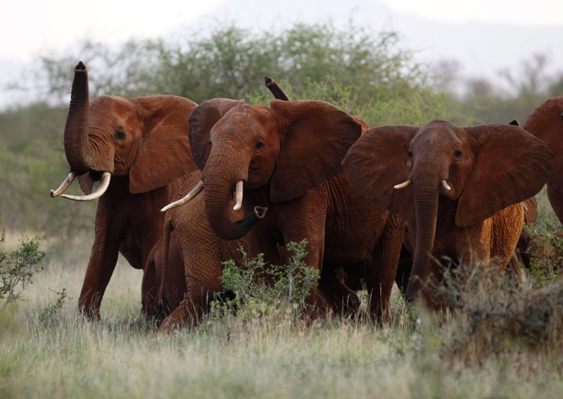 In this file photo taken Tuesday, March 9, 2010, elephants use their trunks to smell for possible danger in the Tsavo East national park, Kenya. The Trump administration is lifting a federal ban on the importation of body parts from African elephants shot for sport. (AP Photo/Karel Prinsloo, File)