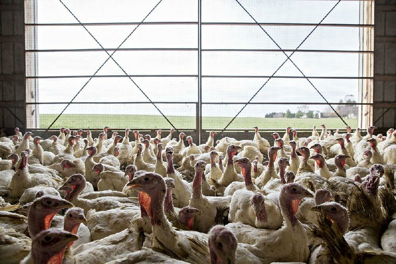 Turkeys fill a barn at the Yordy Turkey Farm in Morton, Ill., on Nov. 11. Americans served up about 736 million pounds of turkey at Thanksgiving last year, according to the National Turkey Federation.