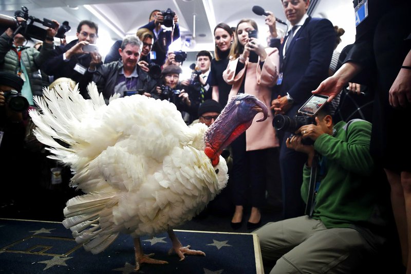 Wishbone, one of two turkeys set to be pardoned by President Donald Trump, is previewed by members of the media Tuesday, Nov. 21, 2017, at the White House briefing room in Washington. 