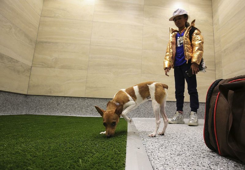 Meiah Hilton, 8, waits for her miniature fox terrier, Rose Gold, to try out the pet relief area Tuesday at Bill and Hillary Clinton National Airport/Adams Field in Little Rock. 