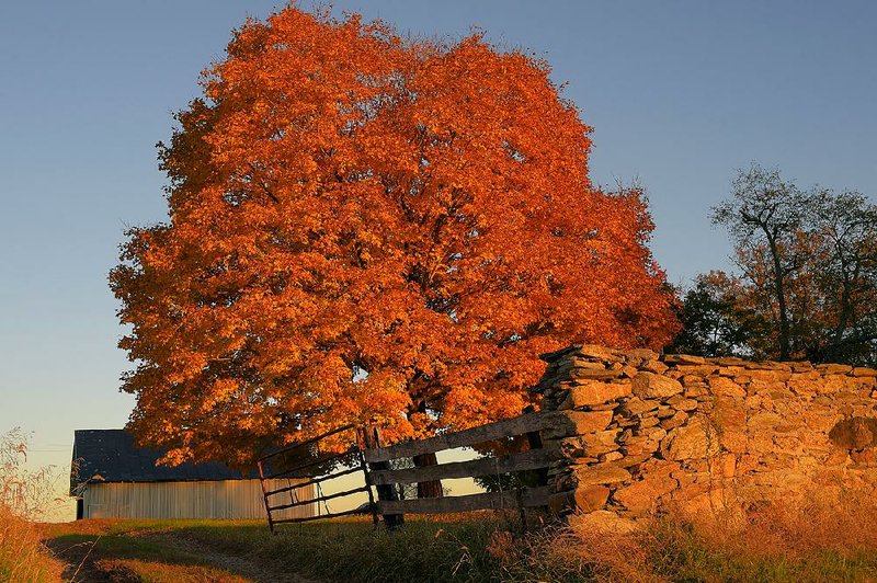 An ancient maple lights up the autumn scene on a farm near Aldie, Va.