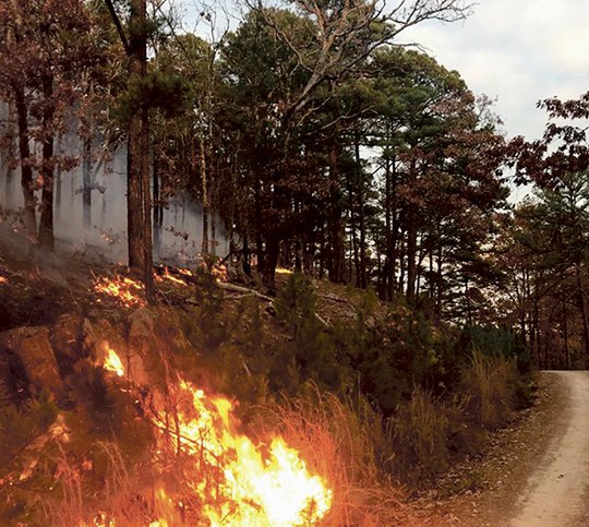 Submitted photo FORKED FIRE: Flames burn down a hill in the Forked Fire in the Flatside Wilderness. Fire managers have temporarily closed the Flatside Wilderness and the portion of the Ouachita Trail that goes through the Wilderness as a safety precaution. The Forked Fire is estimated to be 490 acres and is 60 percent contained. Photo is courtesy of the U.S. Forest Service.