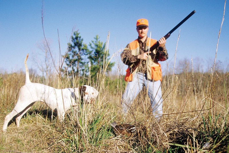 Eddie Stevenson of Helotes, Texas, approaches a bobwhite frozen in front of Stevenson’s pointer on an Arkansas quail hunt. Bobwhites are less common today but are still found in huntable populations where habitat is good.