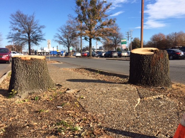 Stumps remain from two trees that were cut down in downtown North Little Rock.