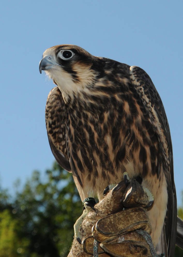 A peregrine falcon. MUST CREDIT: Frank Doyle/U.S. Fish and Wildlife Service.