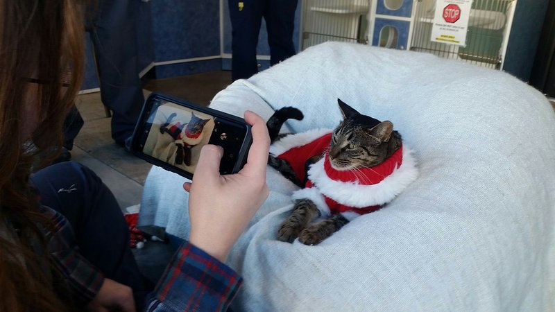 NWA Democrat-Gazette/STACY RYBURN
Ashley Lockhart, animal shelter volunteer, takes a picture of Julius Caesar the cat on Thursday, Dec. 7, 2017 at the Fayetteville animal shelter. The shelter's cat wing has undergone extensive renovations this year and shelter staff plan to improve the dog area starting in spring.