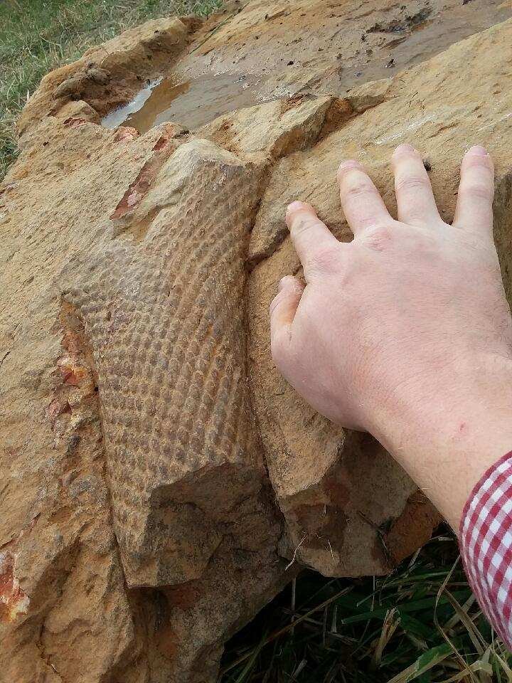 A private excavation team found the fossil of a 300-million-year-old plant in rural Arkansas, Independence County Judge Robert Griffin said.