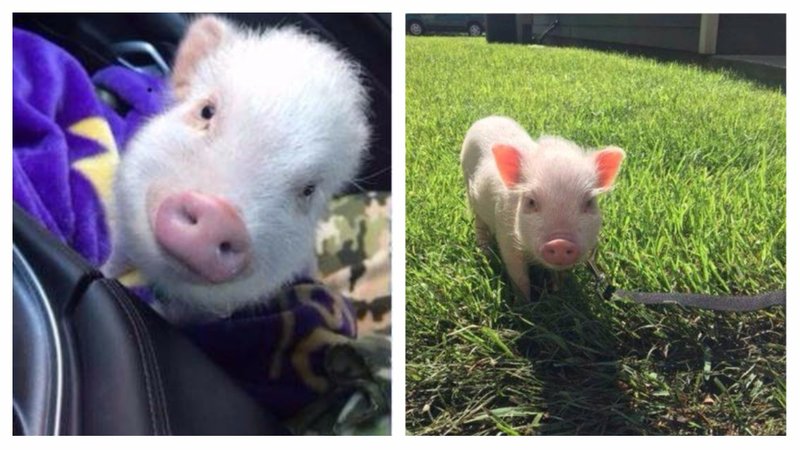 These photos show "Piggy Smalls," who was reported stolen from a Fayetteville apartment. 