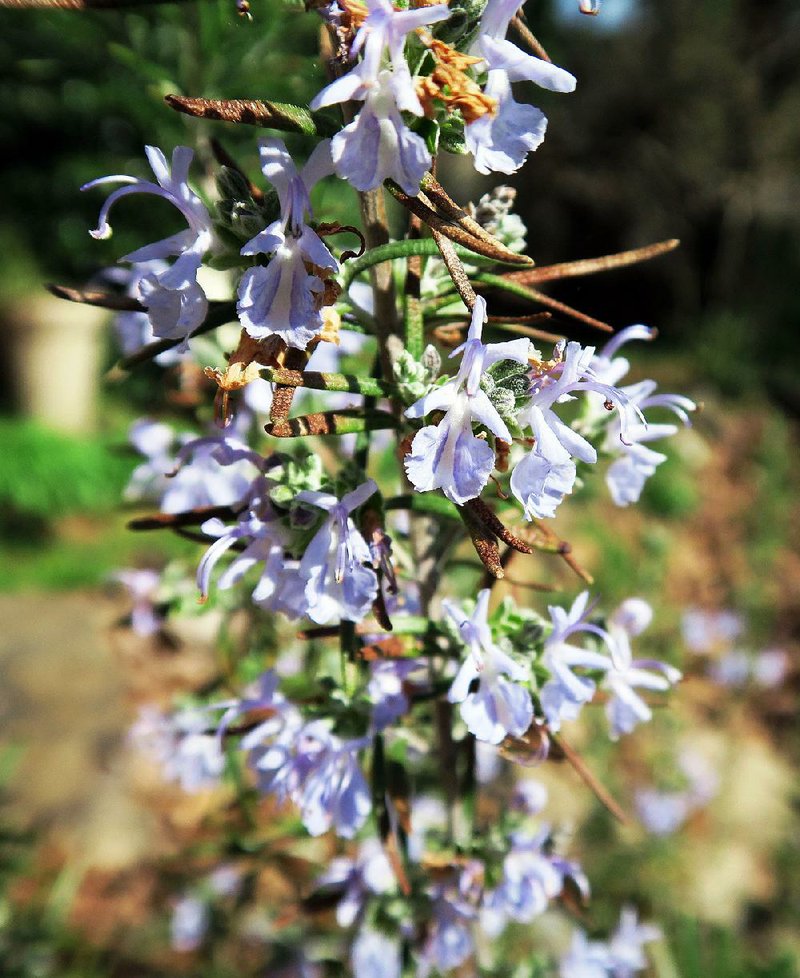 Pale purple or white blooms appear on rosemary plants off and on from late fall through spring. 