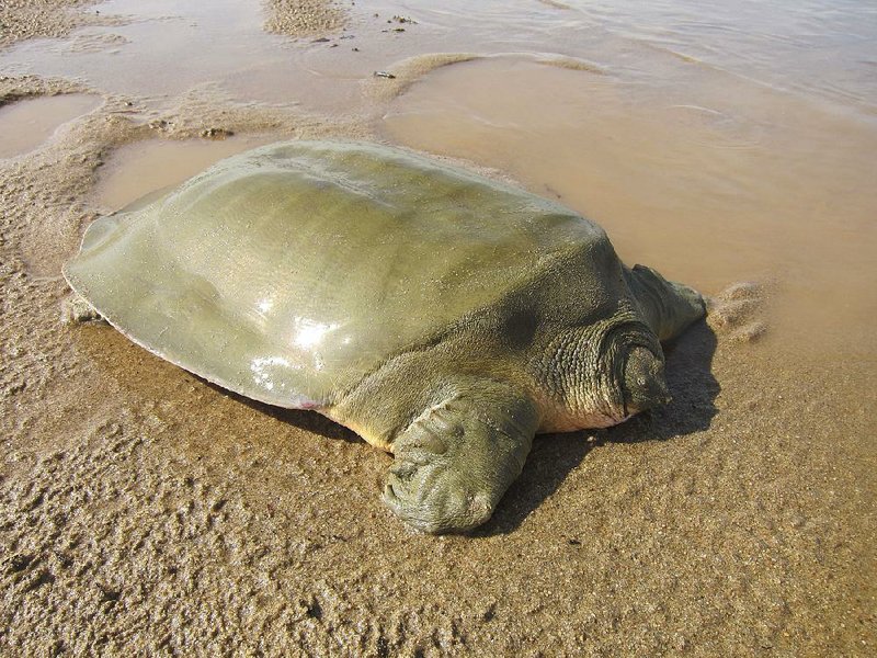 An endangered Asian giant softshell turtle rests near a nest of eggs on a sandbar in the Mekong River in northeastern Cambodia in this undated photo released by the Wildlife Conservation Society. 
