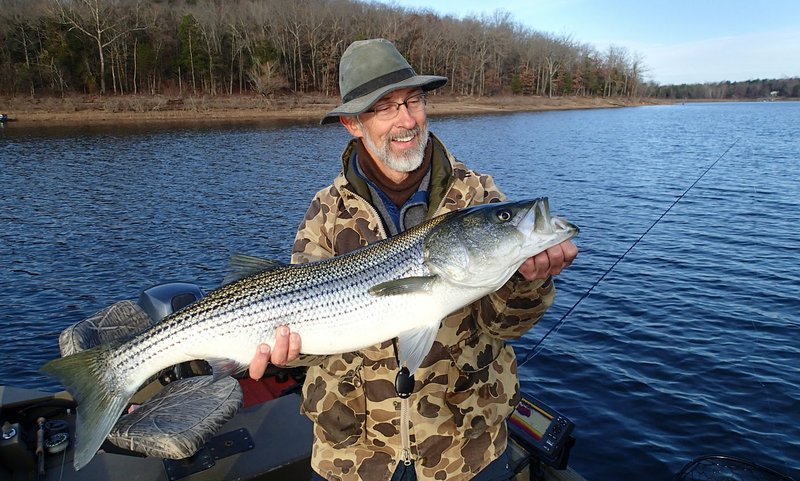 Darr caught this striped bass at Beaver Lake late November on a fly rod with a fly he tied himself. Fishing has been good lake-wide as stripers follow schools of shad into creek arms.