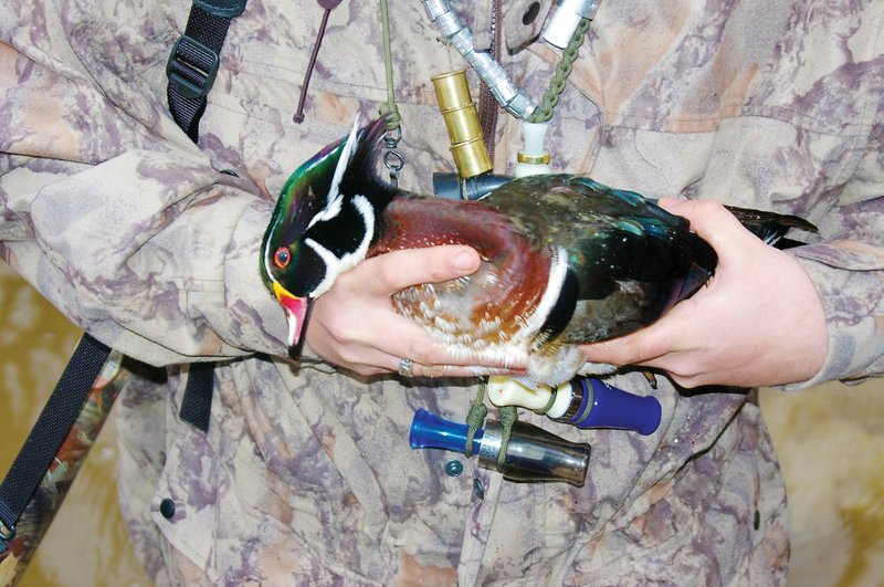 Wood ducks have experienced a resurgence in recent decades, providing healthy populations for hunters to pursue.