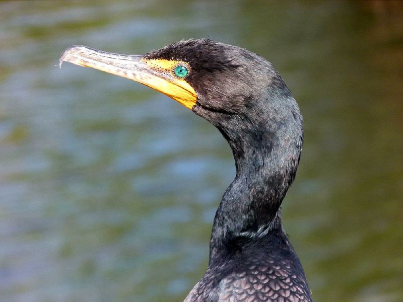 Double-crested cormorants have emerald green eyes, an orange face, a spike on the bill, and gray and black feathers that have a metallic sheen.