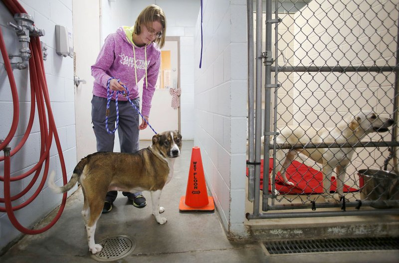 NWA Democrat-Gazette/DAVID GOTTSCHALK Stephanie Schwedhelm, animal caretaker, takes Caroline, a shelter resident since August, from her kennel Friday to visit in the front office area at the Springdale Animal Services building. The shelter adopted out 1,207 animals in 2016, returned 799 to their owners and euthanized 190 -- about 10 percent.