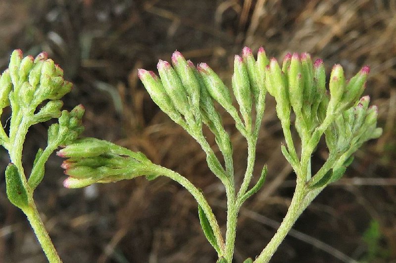 A new plant, a Eupatorium hybrid, has been found in south Arkansas, according to the Arkansas Natural Heritage Commission.