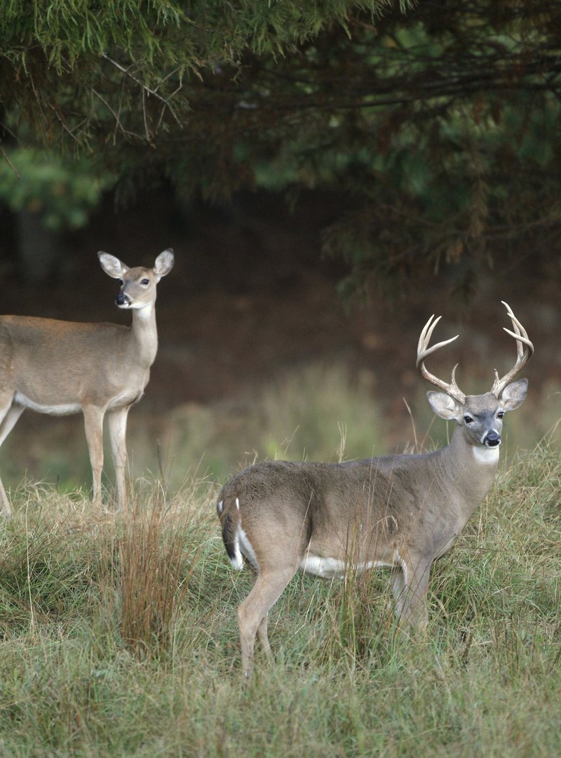 Courtesy file photo/ARKANSAS GAME AND FISH COMMISSION Deer walk through a field.