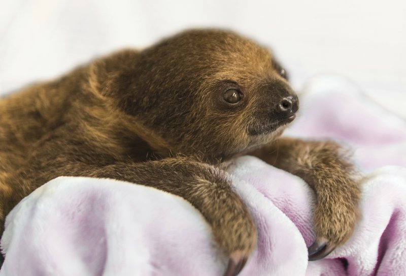This Dec. 8, 2017, photo provided by the National Aviary shows a female Linnaeus' two-toed sloth born Aug. 21, 2017, named Vivien after "Gone with the Wind" actress Vivien Leigh and hand-raised to serve as an educational ambassador for the National Aviary in Pittsburgh. Caretakers at Pittsburgh's indoor zoo dedicated to birds began displaying the baby sloth for National Aviary visitors on Tuesday, Jan. 9, 2018, with public appearances scheduled during a regular feeding time at 12:30 p.m. daily. (Jamie Greene/National Aviary for AP)

