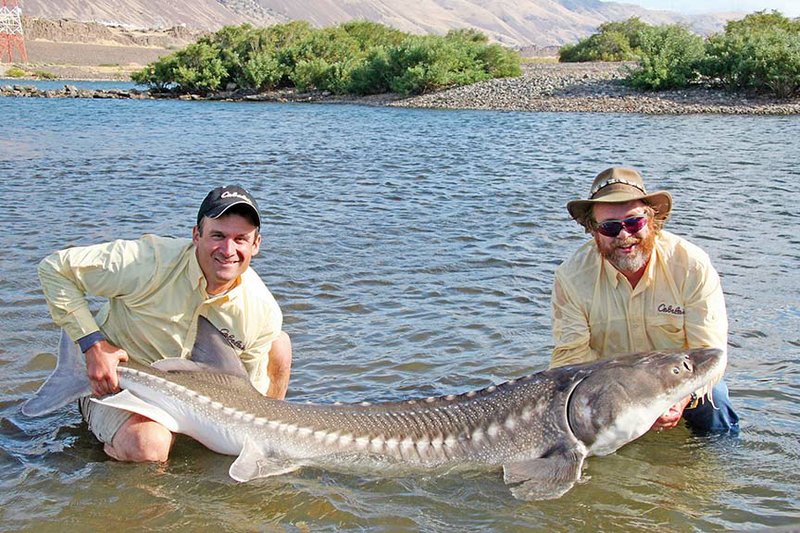 Keith Sutton of Alexander, right, and Ryan Gilligan of Minnetonka, Minn., display a white sturgeon caught by Sutton in the Columbia River in Oregon. This species is one of the world’s largest freshwater fish, sometimes reaching weights nearing a ton.
