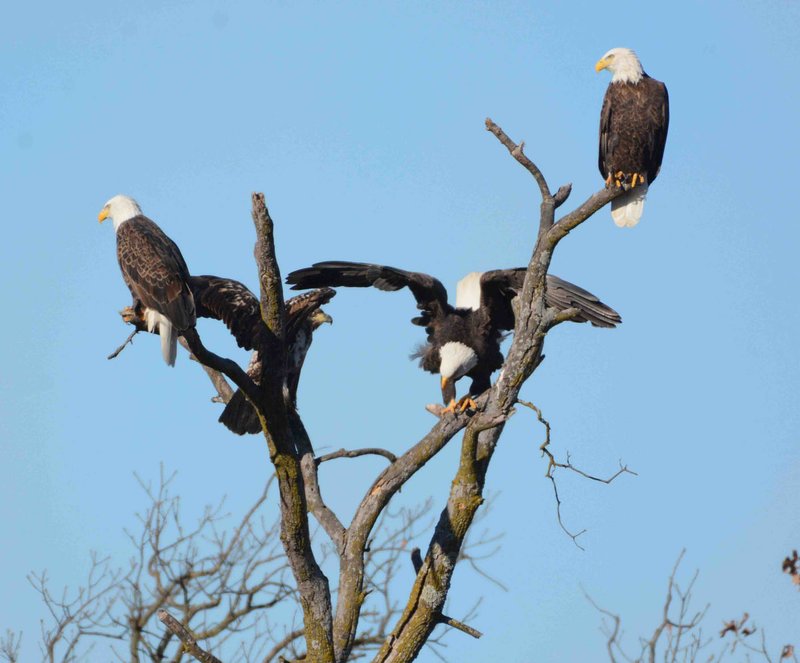 Eagle Watch Cruise -- Hosted by Hobbs State Park, 3 p.m. Sunday and Monday, Rocky Branch Marina near Rogers. $10. Reservations at 789-5000.