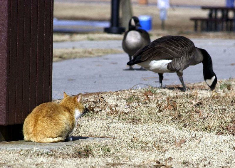 A sentry cat at Rebsamen Golf Course keeps a wary eye on the resident Canada geese. Should the fowl approach the expensive greens, the cat will go into full attack mode.Fayetteville-born Otus the Head Cat’s award-winning column of humorous fabrication appears every Saturday.