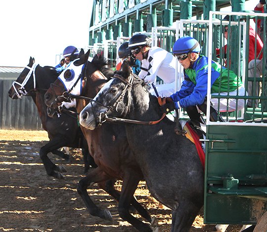 The Sentinel-Record/Richard Rasmussen FIRST OUT: Memphisinmay and Jockey Alex Canchari, right, and Conquest Hiosilver, wearing white blinkers, and jockey Luis Contreras, second from right, break with the field from the gate during the first race at Oaklawn Park on Friday. Conquest Hiosilver won the race and Memphisinmay ran third. Pray Hard finished second.