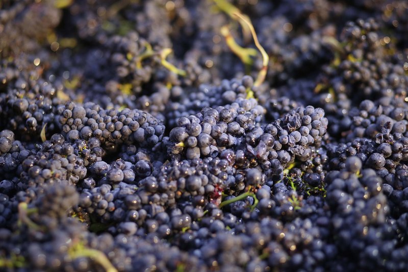 FILE - In this Friday, Aug. 29, 2014 file photo, Pinot Noir grapes just picked are shown in a bin in Napa, Calif. Federal scientists have determined that a family of widely used pesticides poses a threat to dozens of endangered and threatened species, including Pacific salmon, Atlantic sturgeon and Puget Sound orcas. The National Marine Fisheries Service issued its new biological opinion on three organophosphate pesticides _ chlorpyrifos, diazinon and malathion _ after a years-long court fight by environmental groups. (AP Photo/Eric Risberg, File)