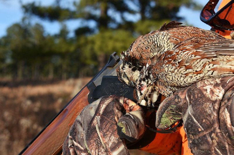 Considered a “gentleman’s” gun, the diminutive but surprisingly powerful 28-gauge is ideal for upland bird hunting. Compared to the 12-, 16- and 20-gauge, a 28-gauge shell is a compact case that holds 3/4- to 1-ounce loads that are squeezed through a bore that’s 10 percent narrower than that of a 12-gauge. 