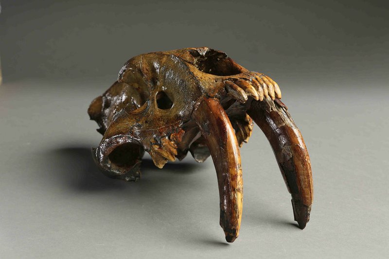 Courtesy Photo A saber-toothed tiger skull is just one of the oddities on display in the "Cabinet of Curiosities" exhibit at the Old State House Museum. The eclectic exhibit has been culled from a vast collection at the University of Arkansas.