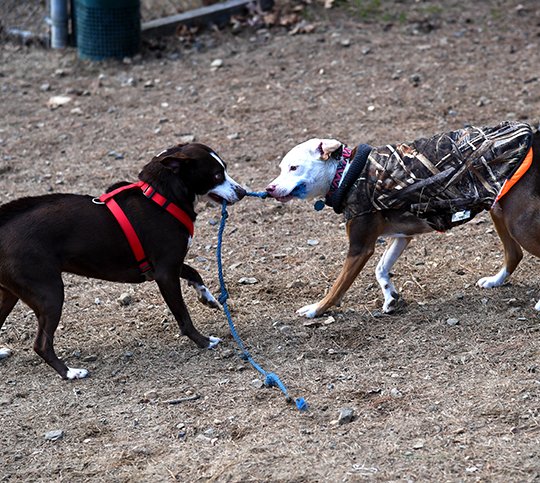 The Sentinel-Record/Grace Brown - Maggie, a Boxer and English Sheppard mix, left, and Maggie, a Pit Bull and Catahoula Cur mix play tug-of-war at the Hot Springs Bark Park on Sunday, January 14, 2018.