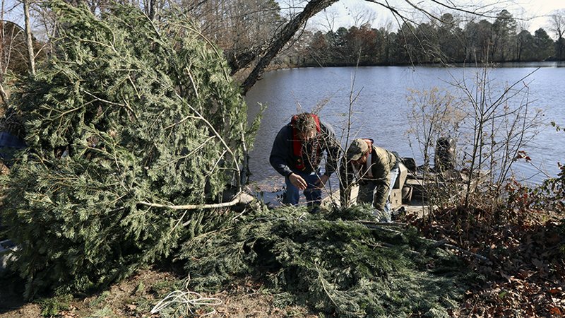 Portions of a Christmas tree that stood at Capitol Avenue and Main Street are placed in Western Hills Lake on Little Rock's southwest side.