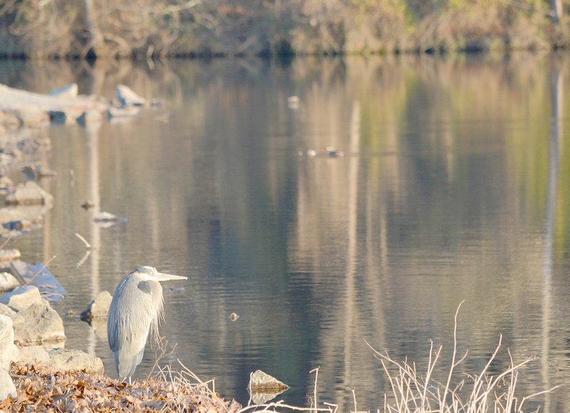 Keith Bryant/The Weekly Vista A blue heron sits on the edge of lake Windsor on an unusually-warm afternoon Jan. 9.