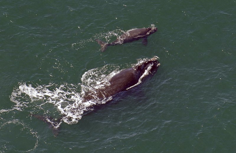 FILE - In this 2009 file photo, a female right whale swims at the surface of the water with her calf a few miles off the Georgia coast in 2009. Scientists watching for baby right whales off the Southeast U.S. coast have yet to spot a single newborn seven weeks into the endangered species' calving season, a dry spell researchers haven't seen in nearly 30 years. (AP Photo/Savannah Morning News, John Carrington, File)