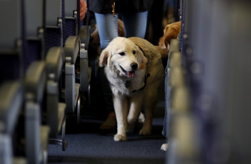 In this April 2017 file photo, a service dog strolls through the isle inside a United Airlines plane at Newark Liberty International Airport while taking part in a training exercise, in Newark, N.J. Delta Air Lines says for safety reasons it will require owners of service and support animals to provide more information before their animal can fly in the passenger cabin, including an assurance that it's trained to behave itself. (AP Photo/Julio Cortez, File)