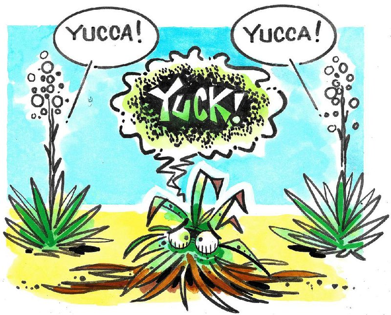 Arkansas Democrat-Gazette yucca plant Illustration 