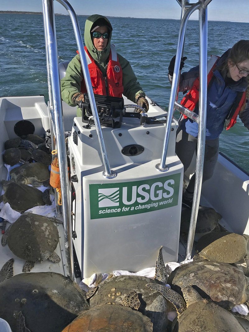 This photo provided by U.S. Geological Survey, sea turtle scientist Margaret Lamont pilots a boat loaded with 52 cold-stunned sea turtles scooped out of St. Josephs Bay in the Florida Panhandle. Lamont said cold-stunned sea turtles began appearing in St. Joseph Bay in early January 2018 as freezing temperatures gripped the region and water temperature in the Gulf of Mexico plummeted. "It’s now over 1,000, maybe up to 1,100," she told the Tampa Bay Times, referencing the number of turtles that had been collected so far from the bay. Usually that number is about 30 or 40. (U.S. Geological Survey via AP)
