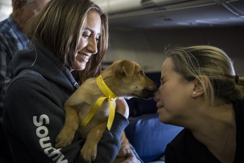 Washington Post Photo via AP/Carolyn Van Houten Lindsie Ramp holds a puppy as it kisses Samantha Alexander on a Southwest Airlines flight between San Juan, Puerto Rico and Baltimore-Washington International Marshall Airport on Saturday.