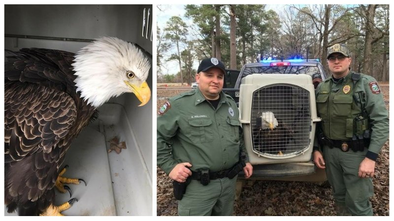 Arkansas Game and Fish Commission wildlife officers rescued an injured bald eagle found in Monroe County on Monday, Jan. 22, 2018.