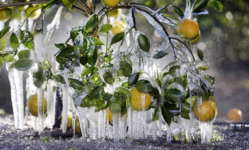 The Associated Press ORANGE ICE COCOON: Oranges are encrusted in a cocoon of ice as citrus grower John Kirkland of Troy S. Bronson Partnership protected their trees from the sub freezing temperatures by spraying water on them, Thursday in Apopka, Fla.