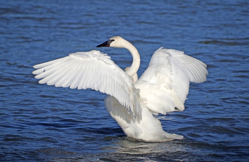 The trumpeter swan is the largest waterfowl in North America and the largest swan in the world. Its wingspan may be larger than an eagle’s, and a large individual may weigh half again as much as a big Thanksgiving turkey.