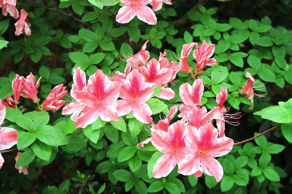 Amazing azaleas: Simple guidelines can help keep your landscape