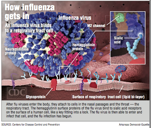 How influenza gets in