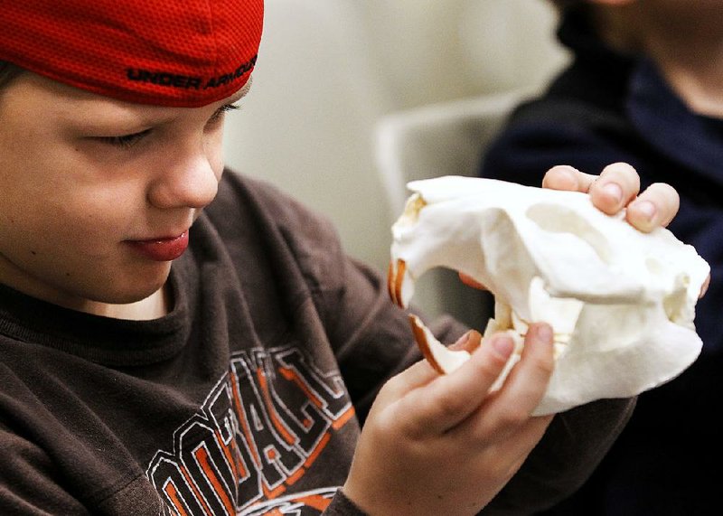 Jackson Coffman, 7, checks out a beaver skull Saturday during the “fantastic beasts” program at the Witt Stephens Jr. Central Arkansas Nature Center in Little Rock. 