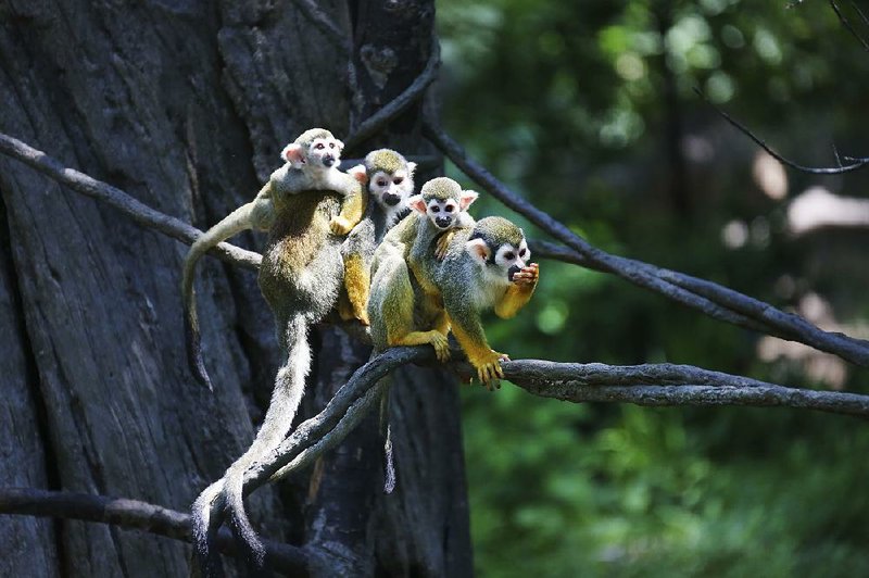 Squirrel monkeys, on Monkey Island, a man-made oasis in the middle of a marsh with hollowed-out, artificial oak trunks that are heated to provide year-round shelter, at the Bronx Zoo in New York, May 26, 2015. (Chang W. Lee/The New York Times)