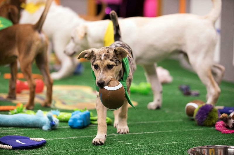 Puppy Bowl XIV. Ana is the puppy.