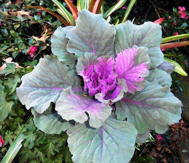 Technically, ornamental cabbages are kales and do not produce cabbage heads.