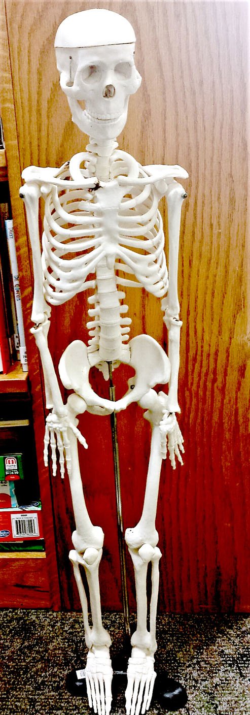 Photo submitted Meet Agnes, the new anatomical skeleton. Agnes is available for checkout at the Bella Vista Public Library.