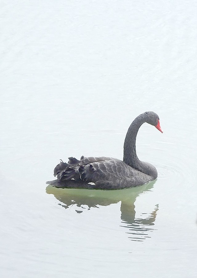 Lynn Atkins/The Weekly Vista A black swan appeared earlier this winter on Lake Bella Vista and no one knows where it came from.