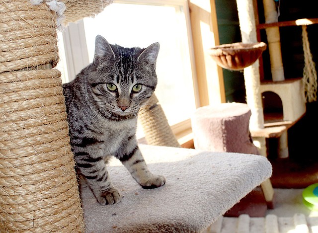 LYNN KUTTER ENTERPRISE-LEADER This kitten hangs out in the cat playroom at the Prairie Grove Animal Pound. Friends of Prairie Grove Pound is raising money to build a cat clinic for low-cost spay and neuter services.