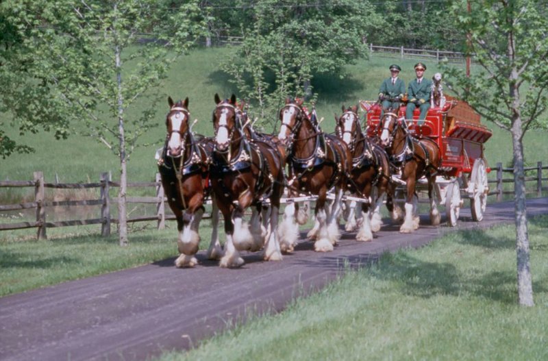 The world-famous Budweiser Clydesdales will make their way down the 98-foot stretch of Bridge Street on March 17 as part of the First Ever 15th Annual World’s Shortest St. Patrick’s Day Parade.