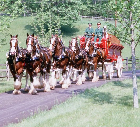 Clydesdales to join parade lineup Clydesdales to join parade lineup